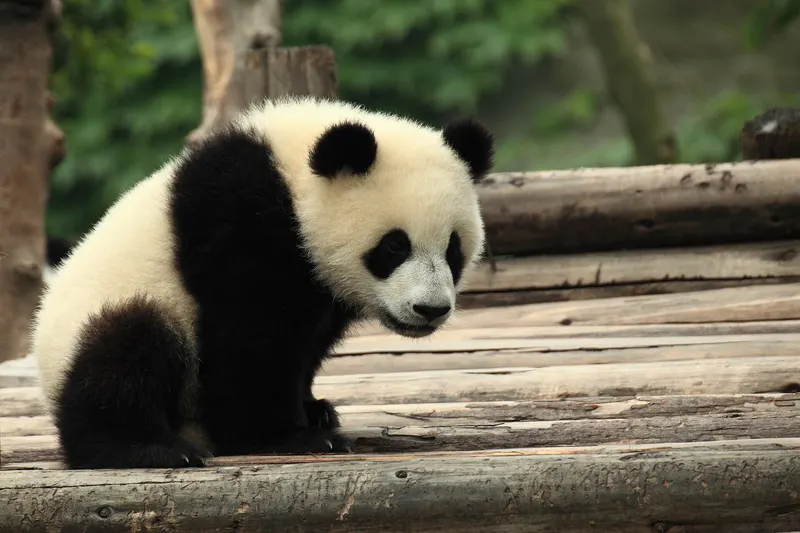 Chengdu — 成都