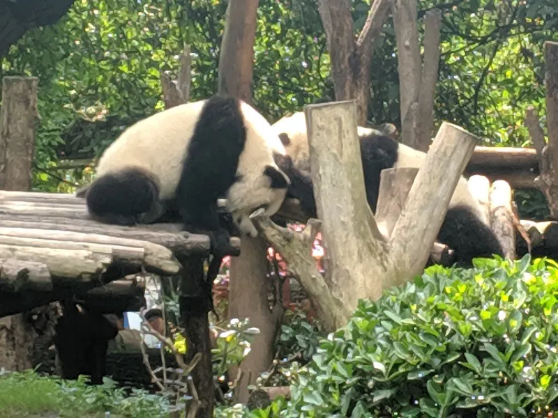 Giant Panda Breeding Base — another view