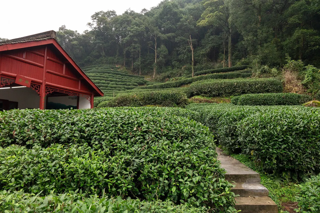 Longjing Tea Villages