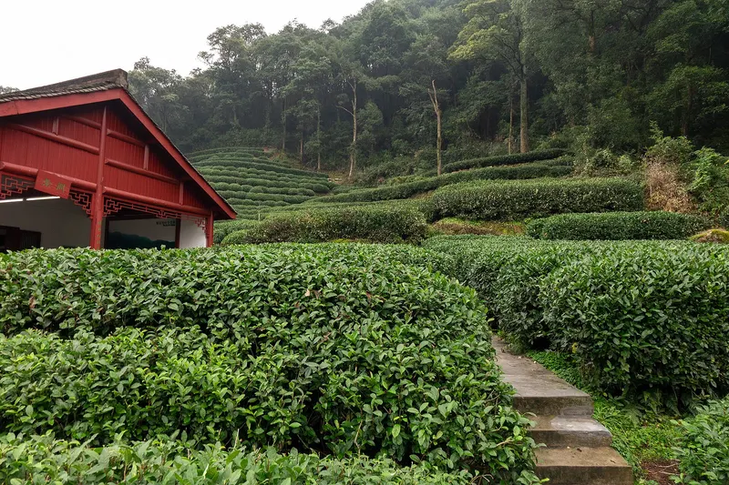 Longjing Tea Villages