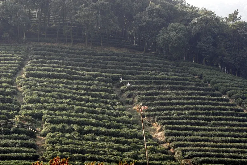 Longjing Tea Villages — another view